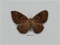 藏品(夜蛾280)的圖片